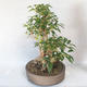 Vonkajšie bonsai - Zlatice - Forsythia - 3/5