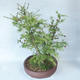 Vonkajší bonsai -Larix decidua - Smrekovec opadavý - 3/5