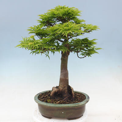 Vonkajší bonsai -Javor dlaňovitolistý Acer palmatum Shishigashira - 3