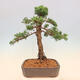 Vonkajšie bonsai - Juniperus chinensis Kishu -Jalovec čínsky - 3/5