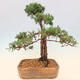 Vonkajšie bonsai - Juniperus chinensis Kishu -Jalovec čínsky - 3/5