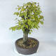 Vonkajšie bonsai - Hrab obyčajný - Carpinus betulus - 3/5