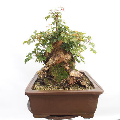 Vonkajší bonsai -Javor babyka - Acer campestre - 3
