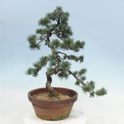 Vonkajšie bonsai - Pinus parviflora - Borovica drobnokvetá - 3