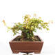 Vonkajší bonsai -Javor babyka - Acer campestre - 3/6