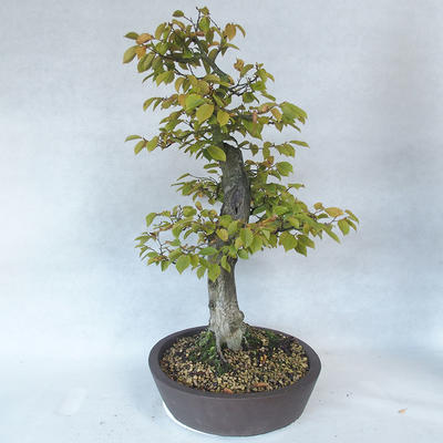 Vonkajšie bonsai - Hrab obyčajný - Carpinus betulus - 3