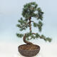 Vonkajšie bonsai - Pinus parviflora - Borovica drobnokvetá - 3/4