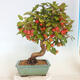 Vonkajší bonsai -Malus halliana - Maloplodá jabloň - 3/5