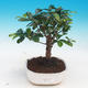 Izbová bonsai - Austrálska čerešňa - Eugenia uniflora - 3/4