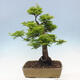 Vonkajší bonsai -Javor dlaňovitolistý Acer palmatum Shishigashira - 3/7