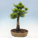 Vonkajší bonsai -Javor dlaňovitolistý Acer palmatum Shishigashira - 3/6