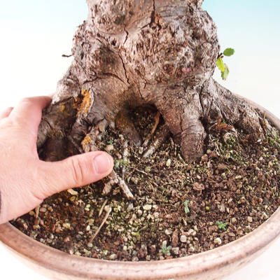 Vonkajšie bonsai - Jelša lepkavá - Alnus glutinosa - 3