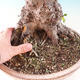 Vonkajšie bonsai - Jelša lepkavá - Alnus glutinosa - 3/3