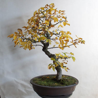 Vonkajšie bonsai - Javor jaseňolistý - Acer negundo - 3