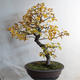 Vonkajšie bonsai - Javor jaseňolistý - Acer negundo - 3/4