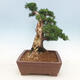 Vonkajšie bonsai - Juniperus chinensis -Jalovec čínsky - 3/5