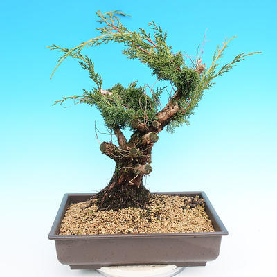 Yamadori Juniperus chinensis - borievka - 3