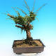 Yamadori Juniperus chinensis - borievka - 3/5