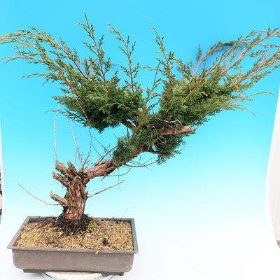 Yamadori Juniperus chinensis - borievka - 3