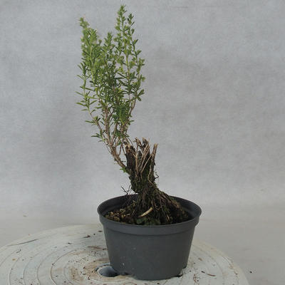 Vonkajšie bonsai - Saturejka horská - Satureja montana - 3