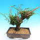 Yamadori Juniperus chinensis - borievka - 3/6