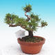 Pinus thunbergii - Borovica thunbergova - 3/4
