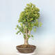 Vonkajší bonsai - Jinan dvojlaločný - Ginkgo biloba - 3/3