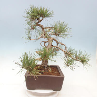 Vonkajší bonsai - Pinus sylvestris Watereri - Borovica lesná - 3