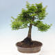 Vonkajší bonsai -Javor dlaňovitolistý Acer palmatum Shishigashira - 3/7