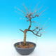 Vonkajší bonsai -Modřín opadavý-Larix decidua - 3/4