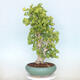 Vonkajší bonsai - Jinan dvojlaločný - Ginkgo biloba - 3/4