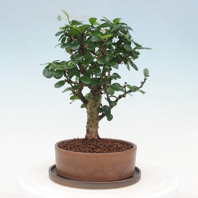 Izbová bonsai s podmiskou - Carmona macrophylla - Čaj fuki - 3