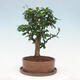 Izbová bonsai s podmiskou - Carmona macrophylla - Čaj fuki - 3/7