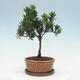 Izbová bonsai s podmiskou - Podocarpus - Kamenný tis - 3/4