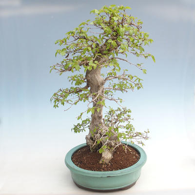 Vonkajší bonsai -Carpinus CARPINOIDES - Hrab kórejský VB2020-566 - 3