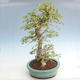 Vonkajší bonsai -Carpinus CARPINOIDES - Hrab kórejský VB2020-566 - 3/5