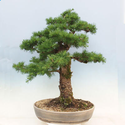 Vonkajší bonsai -Larix decidua - Smrekovec opadavý - 3