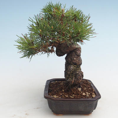 Pinus thunbergii - Borovica thunbergova VB2020-572 - 3