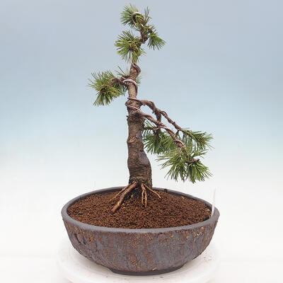 Vonkajší bonsai - Pinus mugo - Borovica kľač - 3