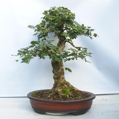 Vonkajší bonsai - Acer campestre - Javor babyka - 3