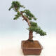 Vonkajšie bonsai - Juniperus chinensis -Jalovec čínsky - 3/6