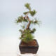 Vonkajší bonsai - Pinus mugo - Borovica kľač - 3/4