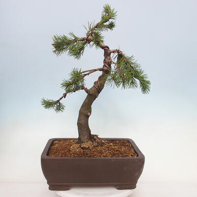 Vonkajší bonsai - Pinus mugo - Borovica kľač - 3