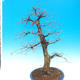 Vonkajší bonsai -Habr obyčajný - Carpinus carpinoides - 3/4
