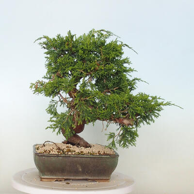 Vonkajší bonsai - Juniperus chinensis Itoigawa -Jalovec čínsky - 3