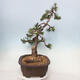Vonkajší bonsai - Pinus mugo - Borovica kľač - 3/4