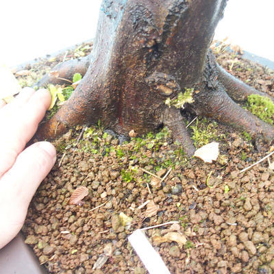 Vonkajší bonsai -Habr obyčajný - Carpinus carpinoides - 3