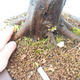 Vonkajší bonsai -Habr obyčajný - Carpinus carpinoides - 3/3