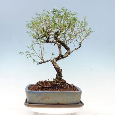 Izbová bonsai - Serissa foetida Variegata - Strom tisíce hviezd - 3