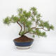 Vonkajší bonsai - Pinus sylvestris - Borovica lesná - 3/4